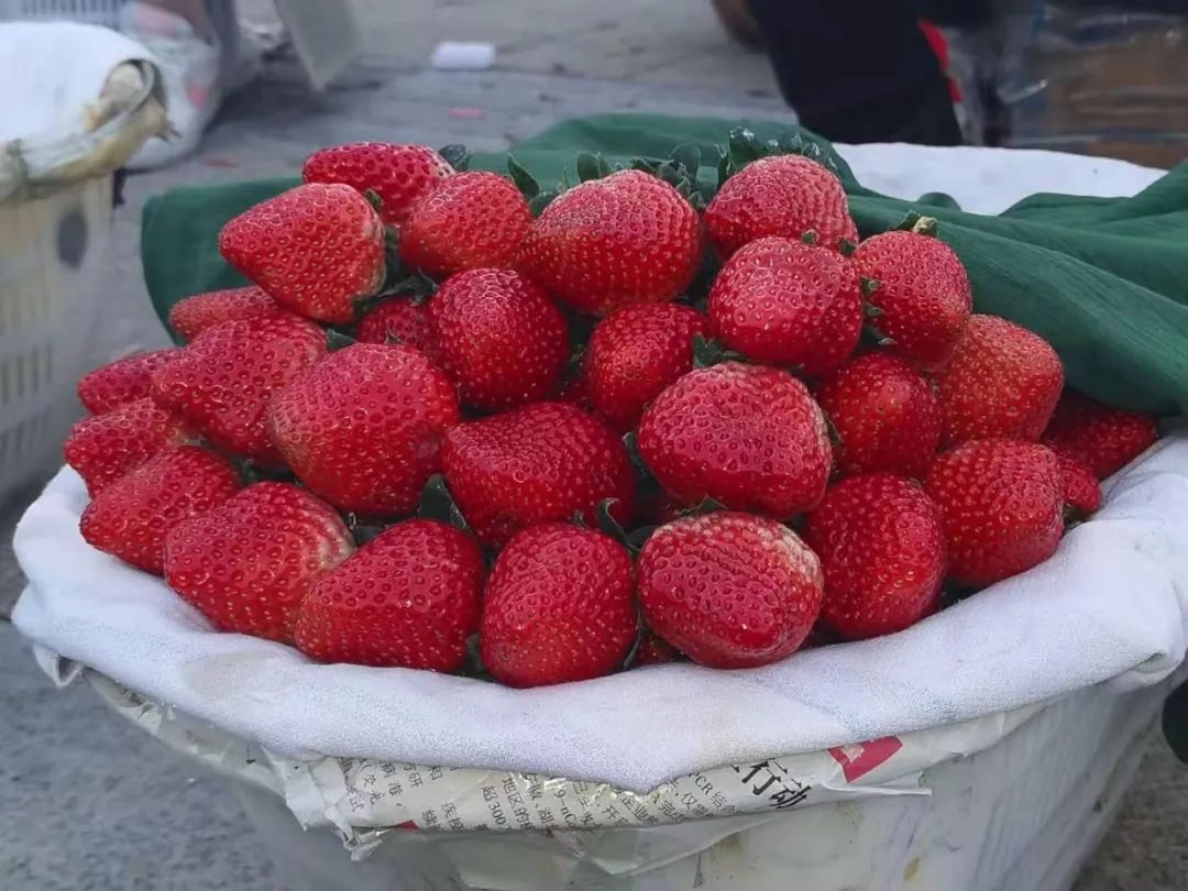 华蒜豆最新动态，引领健康食品行业新风潮